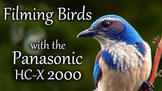 Filming Birds with the Panasonic HCX2000 [upl. by Funk26]