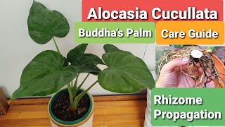 Alocasia Cucullata Buddhas Palm Care Guide  Propagation by Rhizome [upl. by Gean]