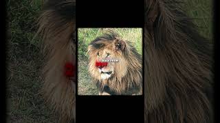 4K The Strongest Lion  Scarface  Lady Gaga  Bloody Mary scarface [upl. by Ardle]