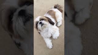 Shih Tzu talking back [upl. by Llorrac]