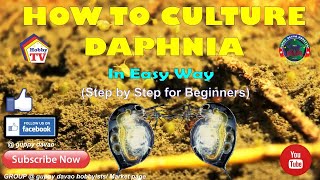 HOW TO CULTURE DAPHNIA In Easy Way [upl. by Kaiulani806]