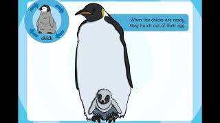 Life Cycle of a Penguin [upl. by Dulci]