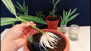 How to grow Oleander plant from cutting [upl. by Eidassac386]