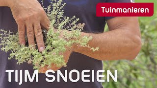 Hoe snoei je Tijm  Snoeien  Tuinmanieren [upl. by Terti]