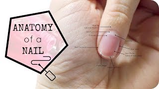 Anatomy of the Nail [upl. by Zinah930]