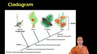 Biology Cladistics and Cladograms [upl. by Edward962]