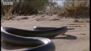 How snakes move amp run  Serpent  BBC Animals [upl. by Lauren402]