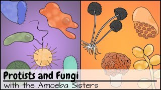 Protists and Fungi [upl. by Mariya]