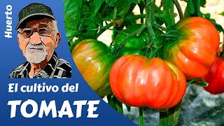 TOMATES COMO PLANTAR Y CULTIVAR TOMATES GROWING TOMATOES [upl. by Eerej]