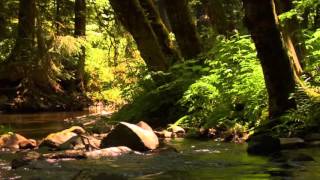 3 hour relaxing peaceful instrumental music by Tim Janis [upl. by Loziram]