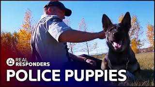 The Beginning Of A Police Dogs Career  K9 Mounties  Real Responders [upl. by Eilraep]