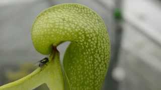 Fly walks into the head of a Cobra Lily Carnivorous Plant [upl. by Raymonds]